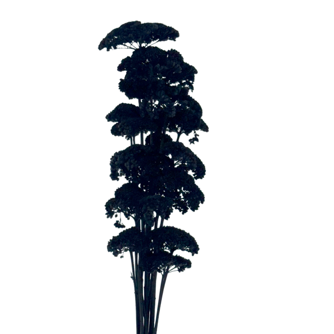 Achillea Filipendulina noire fleurs séchées | Longueur ± 65 centimètres | Poids ± 100 grammes