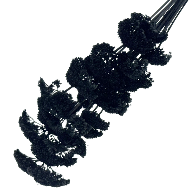 Black Achillea Filipendulina dried flowers | Length ± 65 centimetres | Weight ± 100 grams