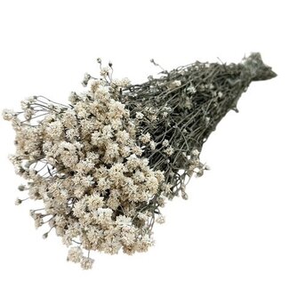 Dutch Dried Achillea Ptarmica séchées blanches naturelles | Longueur ± 40 centimètres | Poids ± 100 grammes
