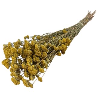 Casa Alegria Natural yellow Achillea Silvestre dried flowers | Length ± 65 centimetres | Weight ± 175 grams