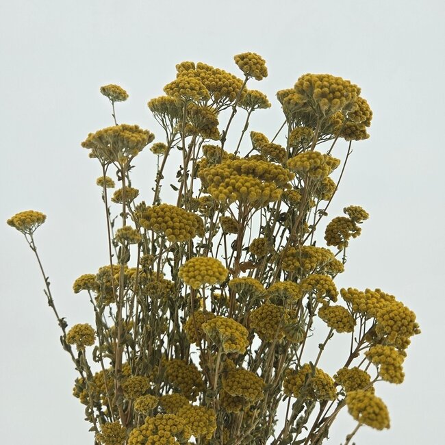 Natural yellow Achillea Silvestre dried flowers | Length ± 65 centimetres | Weight ± 175 grams
