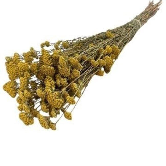 Naturel gele Achillea Silvestre droogbloemen | Lengte ± 65 centimeter | Gewicht ± 175 gram