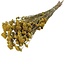 Naturel gele Achillea Silvestre droogbloemen | Lengte ± 65 centimeter | Gewicht ± 175 gram