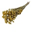 Natural yellow Achillea Silvestre dried flowers | Length ± 65 centimetres | Weight ± 175 grams