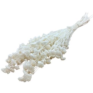 Casa Alegria Gebleichte weiße Achillea Silvestre Trockenblumen | Länge ± 65 Zentimeter | Gewicht ± 175 Gramm