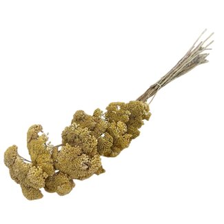 Casa Alegria Natural yellow Achillea Filipendulina dried flowers | Length ± 65 centimetres | Weight ± 100 grams