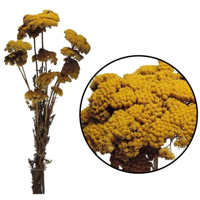 Natürliche gelbe Achillea Filipendulina Trockenblumen | Länge ± 65 Zentimeter | Gewicht ± 100 Gramm