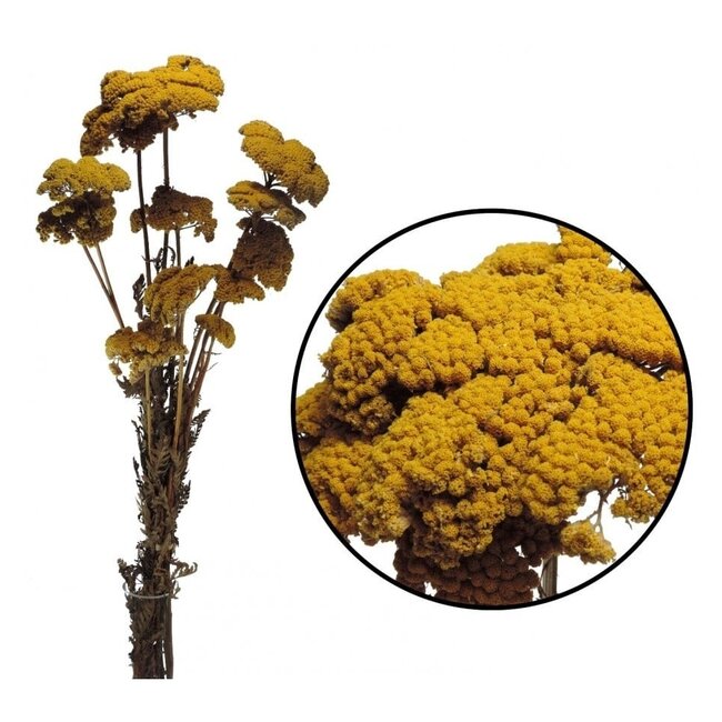 Natürliche gelbe Achillea Filipendulina Trockenblumen | Länge ± 65 Zentimeter | Gewicht ± 100 Gramm
