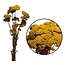 Natürliche gelbe Achillea Filipendulina Trockenblumen | Länge ± 65 Zentimeter | Gewicht ± 100 Gramm