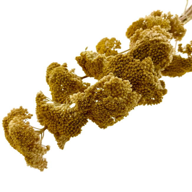 Natural yellow Achillea Filipendulina dried flowers | Length ± 65 centimetres | Weight ± 100 grams