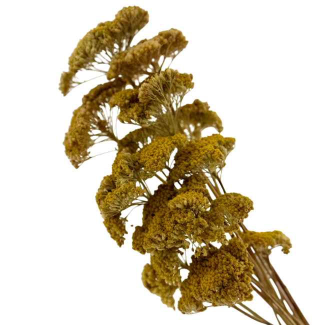 Natural yellow Achillea Filipendulina dried flowers | Length ± 65 centimetres | Weight ± 100 grams