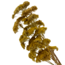 Natural yellow Achillea Filipendulina dried flowers | Length ± 65 centimetres | Weight ± 100 grams