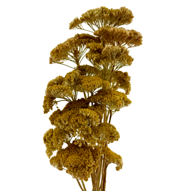 Natural yellow Achillea Filipendulina dried flowers | Length ± 65 centimetres | Weight ± 100 grams