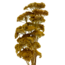 Natural yellow Achillea Filipendulina dried flowers | Length ± 65 centimetres | Weight ± 100 grams