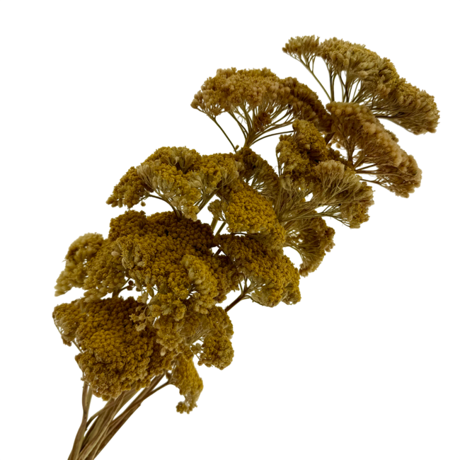 Natürliche gelbe Achillea Filipendulina Trockenblumen | Länge ± 65 Zentimeter | Gewicht ± 100 Gramm