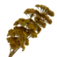 Natural yellow Achillea Filipendulina dried flowers | Length ± 65 centimetres | Weight ± 100 grams