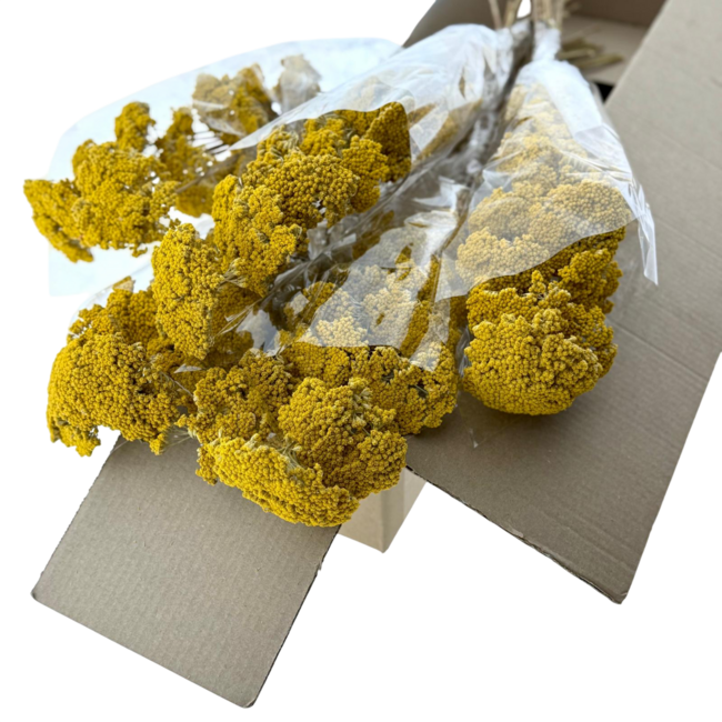 Natural yellow Achillea Filipendulina dried flowers | Length ± 65 centimetres | Weight ± 100 grams