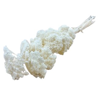 Casa Alegria Achillea Filipendulina séchées blanchies | Longueur ± 65 centimètres | Poids ± 100 grammes