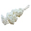 White bleached Achillea Filipendulina dried flowers | Length ± 65 centimetres | Weight ± 100 grams