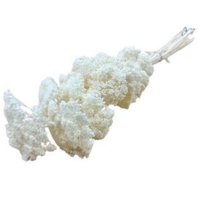 White bleached Achillea Filipendulina dried flowers | Length ± 65 centimetres | Weight ± 100 grams