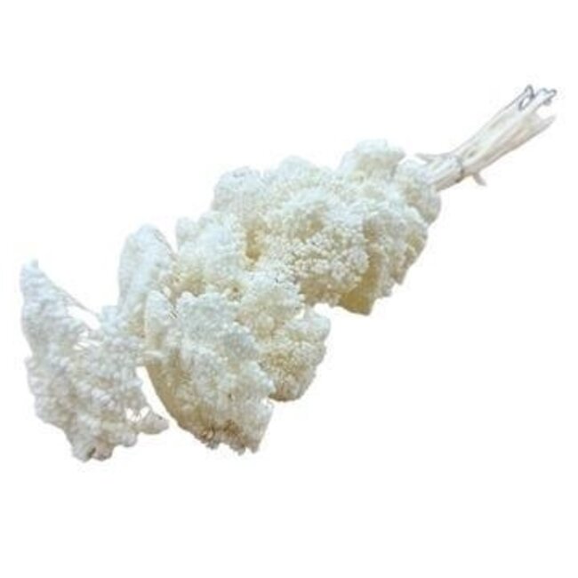 White bleached Achillea Filipendulina dried flowers | Length ± 65 centimetres | Weight ± 100 grams