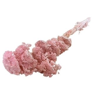 Casa Alegria Gebleichte rosa Achillea Filipendulina Trockenblumen | Länge ± 65 Zentimeter | Gewicht ± 100 Gramm