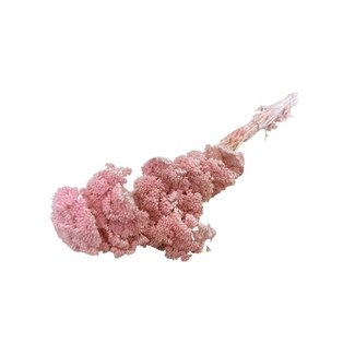 Casa Alegria Achillea Filipendulina séchées rose décoloré | Longueur ± 65 centimètres | Poids ± 100 grammes