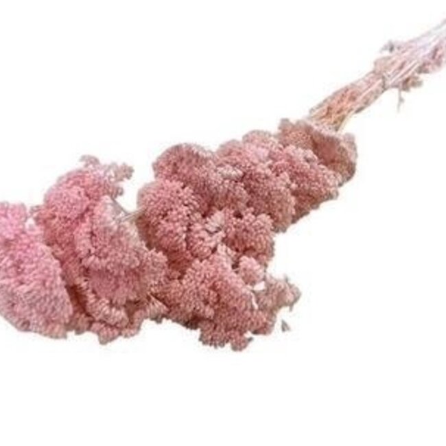 Gebleekte roze Achillea Filipendulina droogbloemen | Lengte ± 65 centimeter | Gewicht ± 100 gram