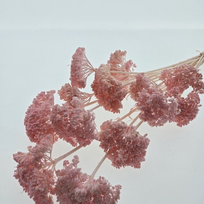 Achillea Filipendulina séchée rose blanchie | Longueur ± 65 centimètres | Poids ± 100 grammes