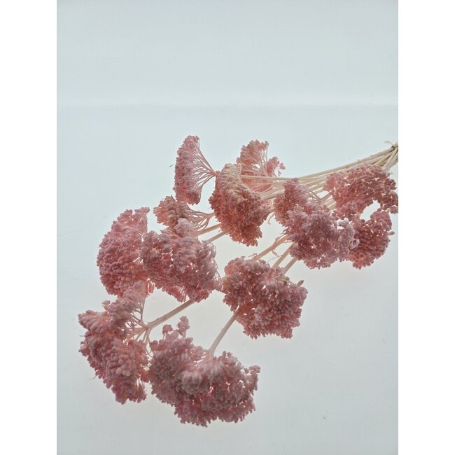 Gebleekte roze Achillea Filipendulina droogbloemen | Lengte ± 65 centimeter | Gewicht ± 100 gram