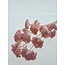 Gebleichte rosa Achillea Filipendulina Trockenblumen | Länge ± 65 Zentimeter | Gewicht ± 100 Gramm