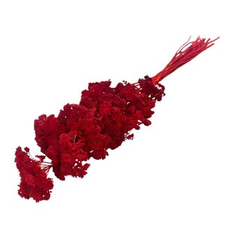 Casa Alegria Rot gebleichte Achillea Filipendulina Trockenblumen | Länge ± 65 Zentimeter | Gewicht ± 100 Gramm