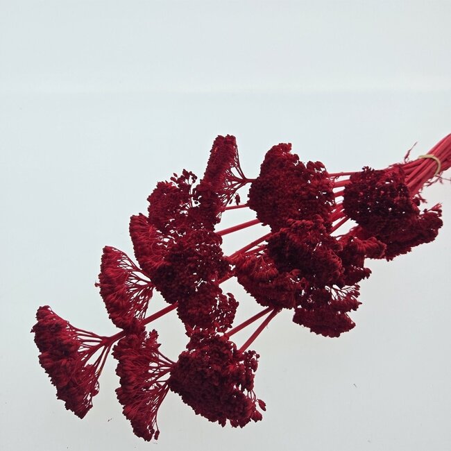 Rot gebleichte Achillea Filipendulina Trockenblumen | Länge ± 65 Zentimeter | Gewicht ± 100 Gramm