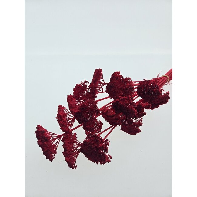 Rood gebleekte Achillea Filipendulina droogbloemen | Lengte ± 65 centimeter | Gewicht ± 100 gram