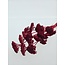 Rot gebleichte Achillea Filipendulina Trockenblumen | Länge ± 65 Zentimeter | Gewicht ± 100 Gramm