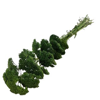 Casa Alegria Grüne Achillea Filipendulina Trockenblumen | Länge ± 65 Zentimeter | Gewicht ± 100 Gramm