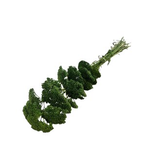 Casa Alegria Achillea Filipendulina verte fleurs séchées | Longueur ± 65 centimètres | Poids ± 100 grammes