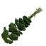 Groene Achillea Filipendulina droogbloemen | Lengte ± 65 centimeter | Gewicht ± 100 gram