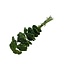 Green Achillea Filipendulina dried flowers | Length ± 65 centimetres | Weight ± 100 grams