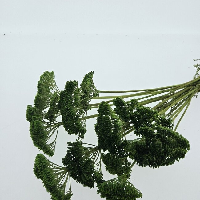 Groene Achillea Filipendulina droogbloemen | Lengte ± 65 centimeter | Gewicht ± 100 gram
