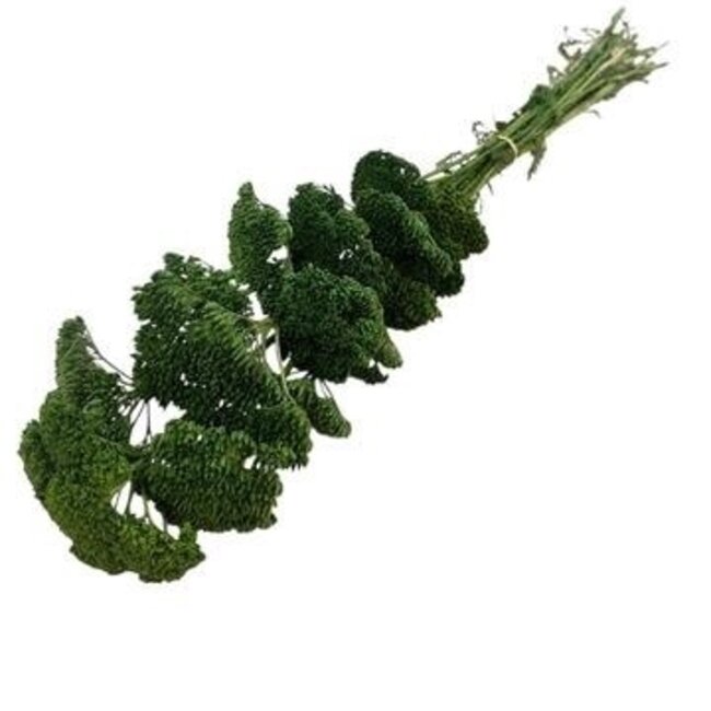 Achillée Filipendulina verte fleurs séchées | Longueur ± 65 centimètres | Poids ± 100 grammes