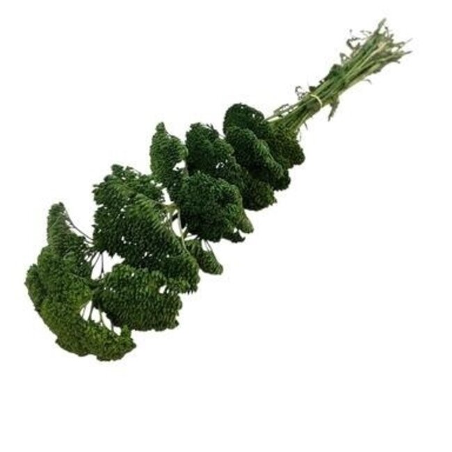 Green Achillea Filipendulina dried flowers | Length ± 65 centimetres | Weight ± 100 grams