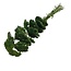 Green Achillea Filipendulina dried flowers | Length ± 65 centimetres | Weight ± 100 grams