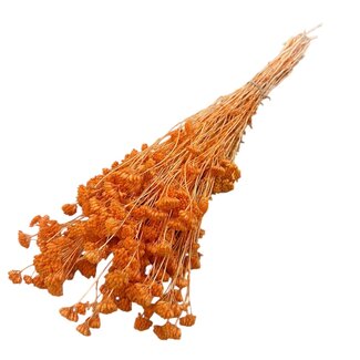 Casa Alegria Orange Achillea Silvestre dried flowers | Length ± 65 centimetres | Weight ± 175 grams