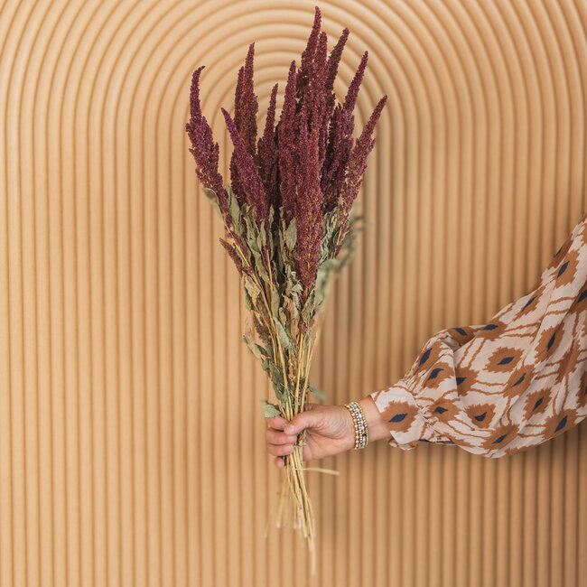 Amaranthus Cruentus rouge fleurs séchées | Longueur ± 55 centimètres | Poids ± 125 grammes