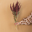 Amaranthus Cruentus rouge fleurs séchées | Longueur ± 55 centimètres | Poids ± 125 grammes