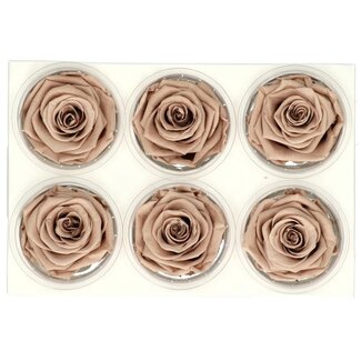4A Preserved Rose | Colour: Light Brown | Dried Decoration | Diameter 6 centimetres | Per 6 roses
