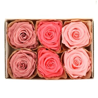 4A Preserved Rose | Colour: Pink | Dried Decoration | Diameter 6 centimetres | Per 6 roses