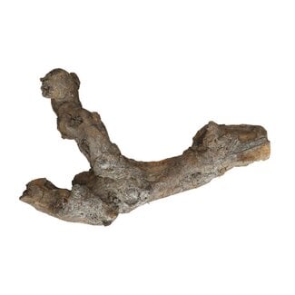 4A Getrocknete Kuwa-Wurzel | Farbe: Grau | Trockenblumendekoration | Länge 25 - 30 Zentimeter | Pro Wurzel