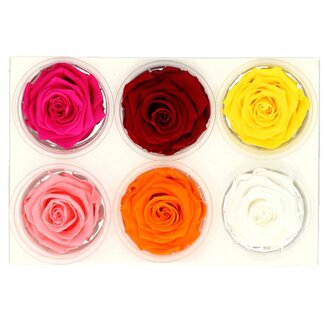 4A Rose Préservée | Couleur : Couleurs Mélangées | Décoration Sèche | Diamètre 6 centimètres | Par 6 roses